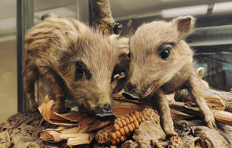 Cuccioli di cinghiale esposti alla Collezione di Zoologia