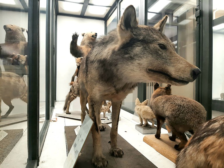 Lupo esposto alla Collezione di Zoologia