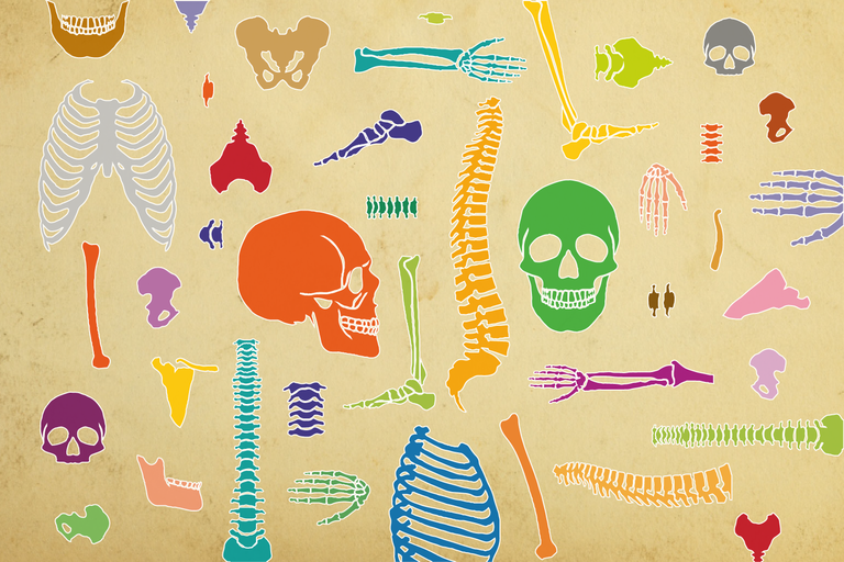 Ossa del corpo umano