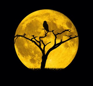 Gufo su un ramo in ombra con alle spalle la luna