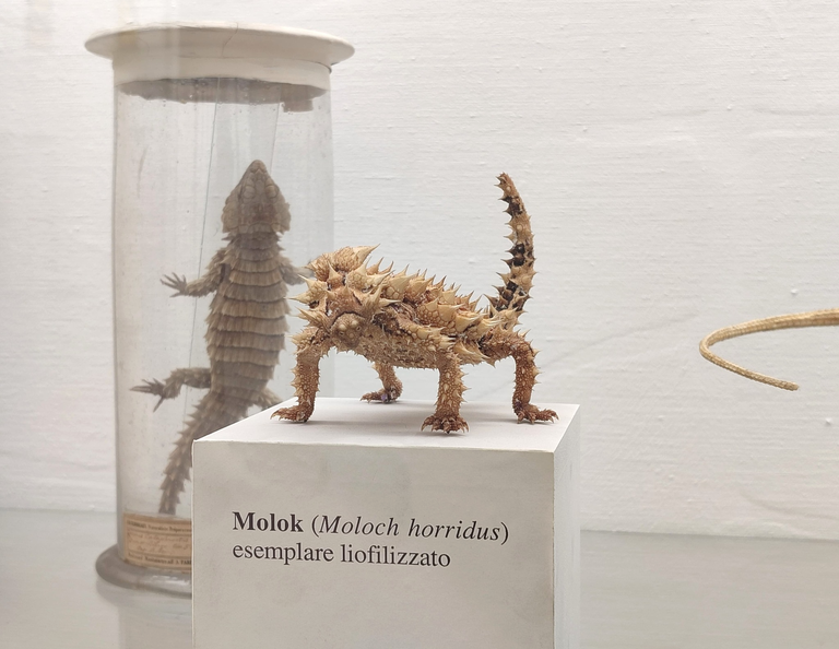 Immagine Molok per Giornata della disabilità