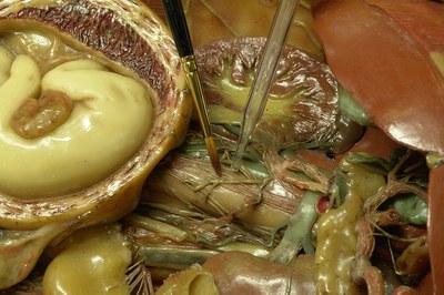 venerina aspirazione venerina aspirazione