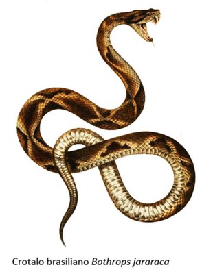 Crotalo brasiliano