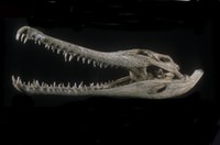 Mandibola coccodrillo