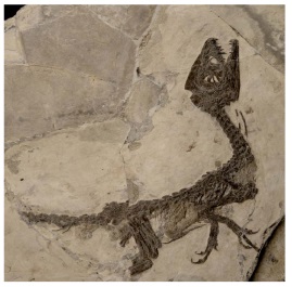 dinosauri italiani