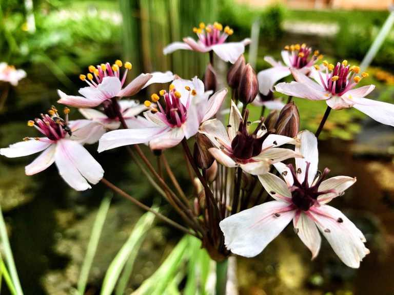 Fioritura dei giunchi dell'Orto Botanico di Bologna Fioritura dei giunchi dell'Orto Botanico di Bologna