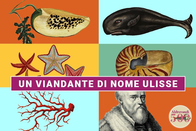 Composizione di illustrazioni aldrovandiane Composizione di illustrazioni aldrovandiane