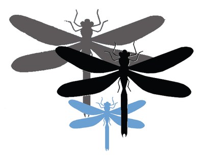 Sagome di insetti