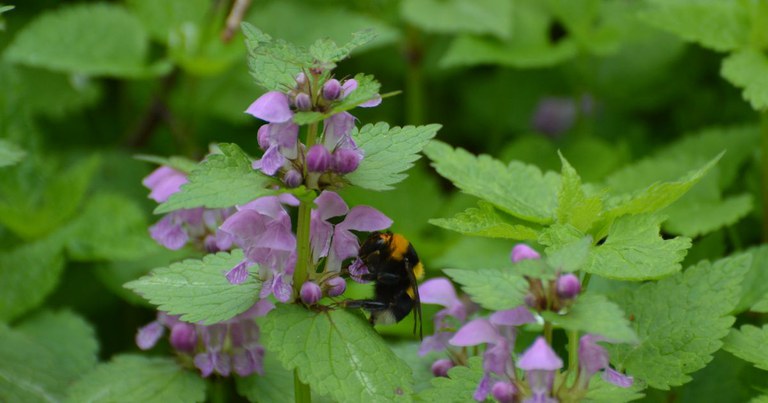 Insetto impollinatore Insetto impollinatore
