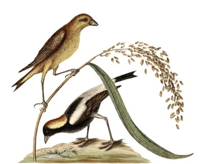 Disegno raffigurante uccelli che mangiano grano