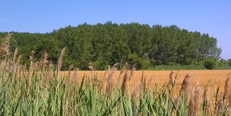 Paglia, palude, pioppi