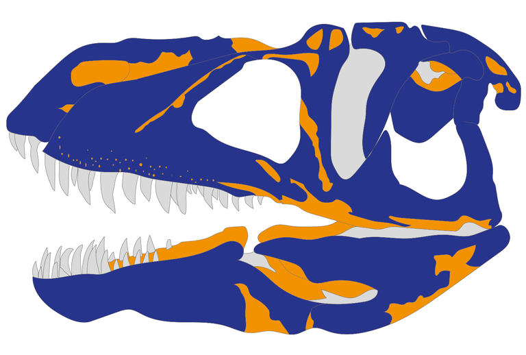 disegno di teschio di dinosauro