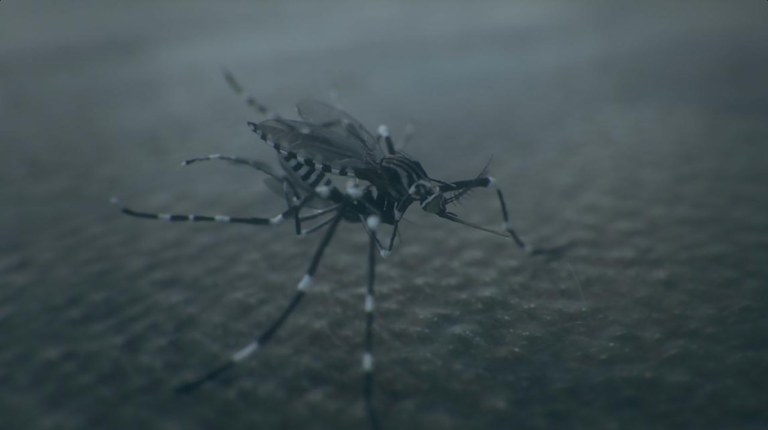 Fermo immagine della video installazione "Aedes Aegypti" di Pedro Neves Marques 