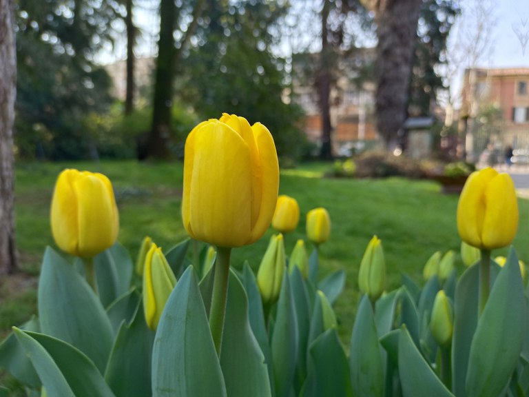 Tulipani gialli dell'Orto Botanico di Bologna