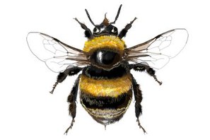 Bombus