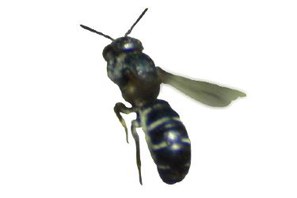 Chelostoma