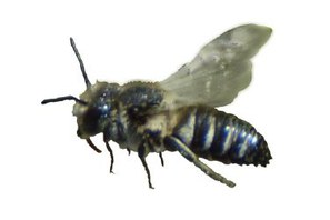 Coelioxys