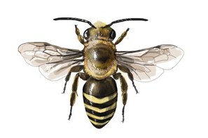 Colletes