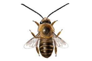Eucera