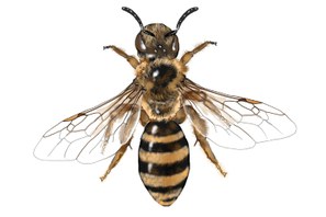 Halictus