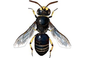 Hylaeus