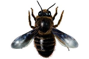 Megachile