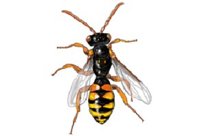 Nomada