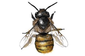 Osmia