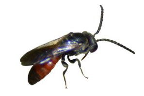 Sphecodes