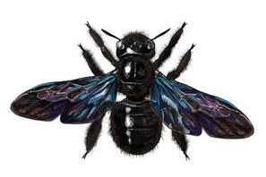 Xylocopa