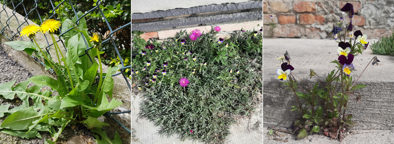 Piantine cresciute nell'asfalto Piantine cresciute nell'asfalto