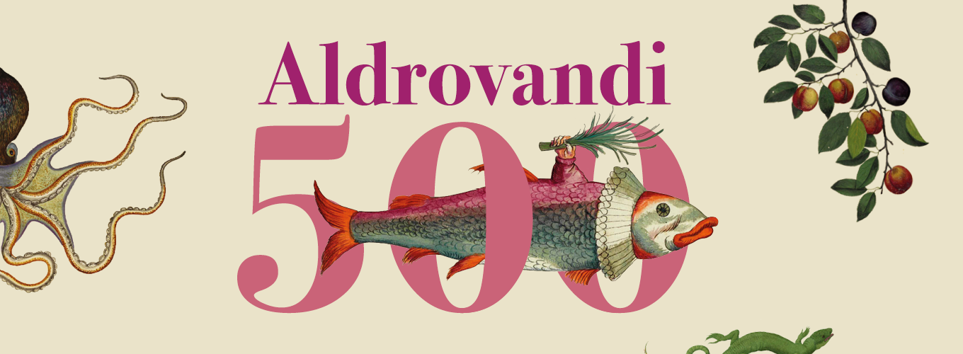 Banner Aldrovandi 500
