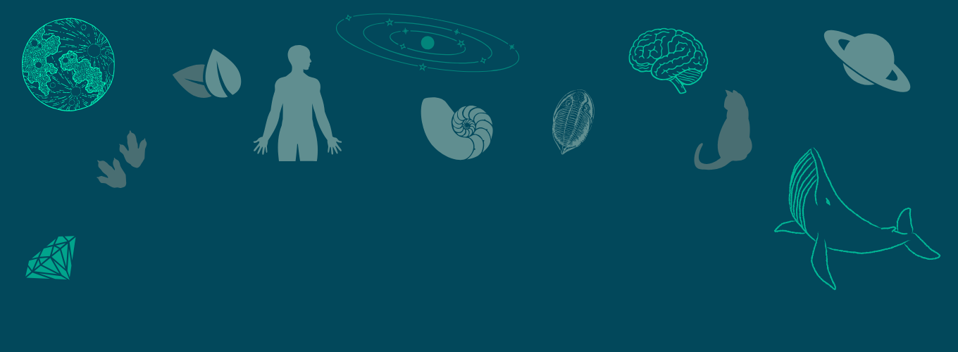 Grafica di presentazione del Bando per il Servizio Civile 2026 con elementi grafici che richiamano i temi dei Musei e delle Collezioni SMA