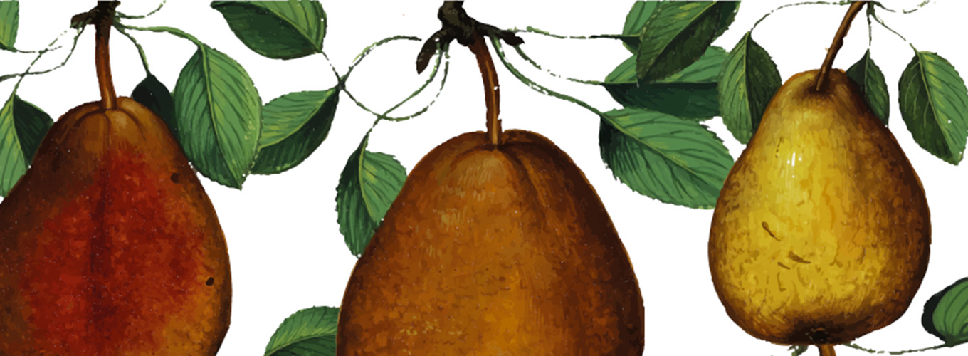 Tavola acquerellata con pere Ulisse Aldrovandi